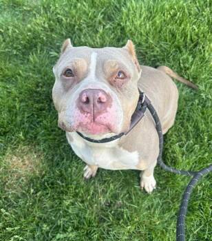 American Bulldog Dogs Available for Adoption in Indianapolis, Indiana - MONA | PetCurious