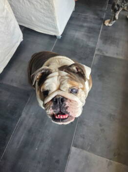 Rescue English Bulldog Dogs for Adoption in Lake Forest, California - Bertha | PetCurious