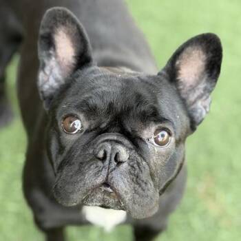 Luna -  French Bulldog Dog for Adoption in Sacramento, California - Luna | PetCurious