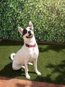 NOVA -  Terrier and Mixed Breed Dog for Adoption in Doral, Florida - NOVA | PetCurious