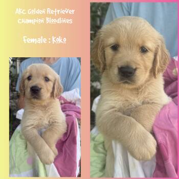 Koko -  Golden Retriever Dog for Sale in Houston, Texas - Koko | PetCurious