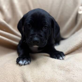 Pan -  Mixed Breed Dog for Adoption in St. Peters, Missouri - Pan | PetCurious
