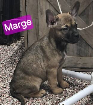 Marge -  French Bulldog Dog for Adoption in Wheelersburg, Ohio - Marge | PetCurious