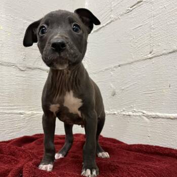 Labrador Retriever Dogs Available for Adoption in Clanton, Alabama - Oreo | PetCurious