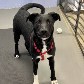 Rescue Mixed Breed Dogs for Adoption in Wantagh, New York - Triss | PetCurious