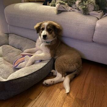 Great Pyrenees and Australian Shepherd Dogs Available for Adoption - Pluto | PetCurious