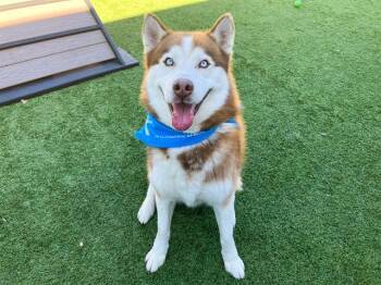 Siberian Husky Dogs Available for Adoption - TOAD | PetCurious