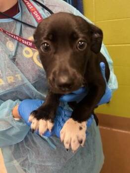 Lulu -  Mixed Breed Dog for Adoption in Wichita, Kansas - Lulu | PetCurious