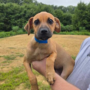 CT Gizmo -  Labrador Retriever and Mixed Breed Dog for Adoption in Stormville, New York - CT Gizmo | PetCurious