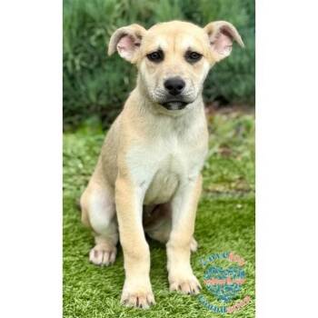 Hound and Shepherd Dogs Available for Adoption - Zela Davis Park Litter-Zella COH | PetCurious