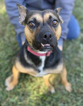 Rescue American Bulldog Dogs for Adoption in Louisa, Virginia - Darcy | PetCurious