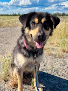Nellie -  Shepherd and Husky Dog for Adoption in Yellowknife, Northwest Territories - Nellie | PetCurious