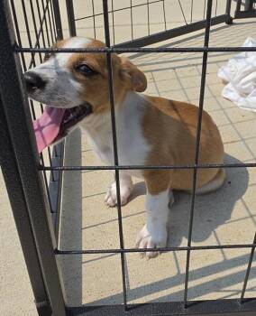 Walker -  Beagle Dog for Adoption in Cleveland, Tennessee - Walker | PetCurious