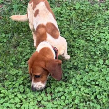 Ghost -  Basset Hound Dog for Adoption in Concord, North Carolina - Ghost | PetCurious