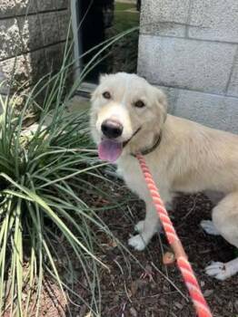 Mallow -  Golden Retriever and Labrador Retriever Dog for Adoption in Rowlett, Texas - Mallow | PetCurious
