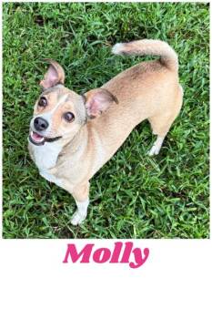 Molly -  Chihuahua and Mixed Breed Dog for Adoption in Wilkesboro, North Carolina - Molly | PetCurious
