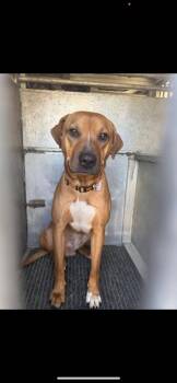 Labrador Retriever and Mixed Breed Dogs Available for Adoption - Brillo | PetCurious