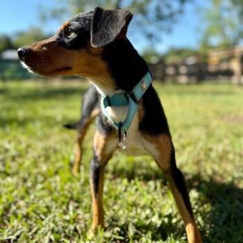 Winston Loyal Little Love -  Chihuahua and Rat Terrier Dog for Adoption in Friendswood, Texas - Winston Loyal Little Love | PetCurious