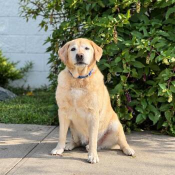 Snow -  Labrador Retriever Dog for Adoption in Syosset, New York - Snow | PetCurious