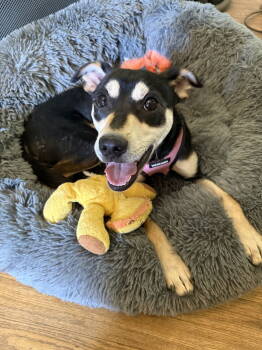 Rescue Shiba Inu Dogs for Adoption in Denver, Colorado - TJ #3 | PetCurious