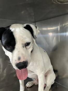 BILL -  Mixed Breed Dog for Adoption in Dallas, Texas - BILL | PetCurious
