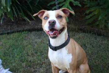 Georgia -  American Bulldog and Mixed Breed Dog for Adoption in Brunswick, Georgia - Georgia | PetCurious