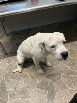 Rescue American Staffordshire Terrier Dogs for Adoption in Chester, South Carolina - CANE | PetCurious