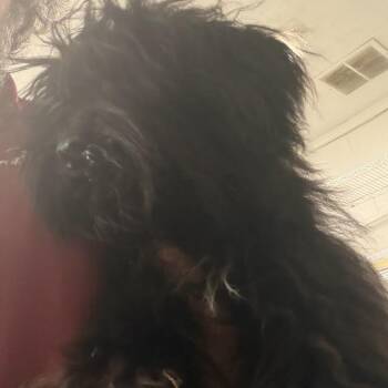 Otto -  Miniature Schnauzer Dog for Adoption in Eureka Springs, Arkansas - Otto | PetCurious