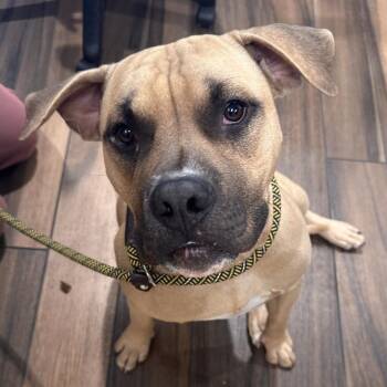 Peso -  Pit Bull Terrier Dog for Adoption in Reno, Nevada - Peso | PetCurious