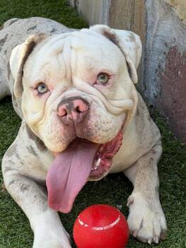 American Bulldog Dogs Available for Adoption in Trophy Club, Texas - Dirk | PetCurious
