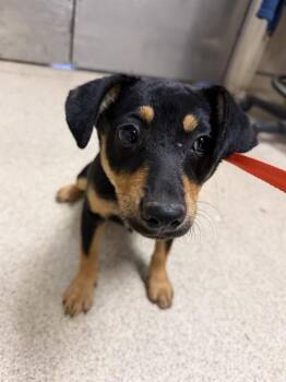 FAWN -  German Shepherd Dog Dog for Adoption in Riverside, California - FAWN | PetCurious
