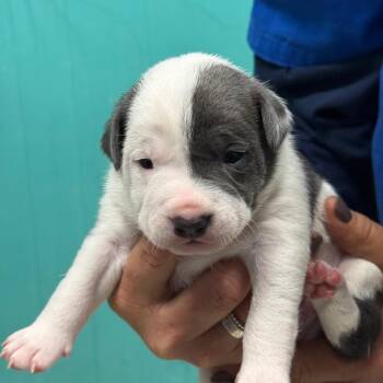 Puppy 3 -  Pit Bull Terrier Dog for Adoption in Chariton, Iowa - Puppy 3 | PetCurious