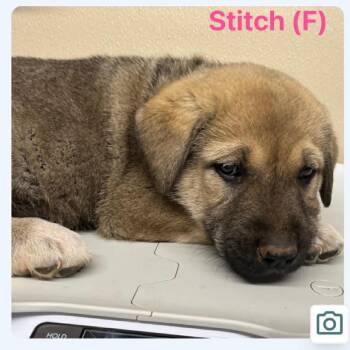 Caucasian Sheepdog Caucasian Ovtcharka and Great Pyrenees Dogs Available for Adoption in Otisfield, Maine - Stitch | PetCurious