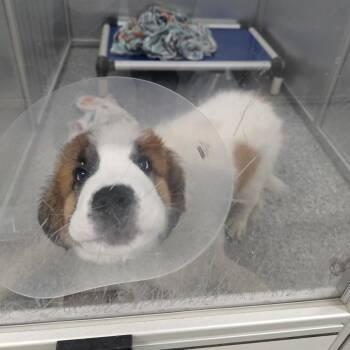 Larimar -  Mixed Breed Dog for Adoption in Mentor, Ohio - Larimar | PetCurious