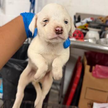 Bailey Whaley -  Mixed Breed Dog for Adoption in Edinburg, Texas - Bailey Whaley | PetCurious