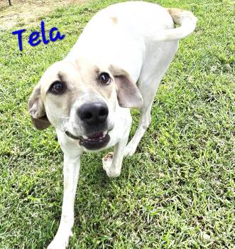 Rescue Italian Greyhound Dogs for Adoption in Athens, Alabama - Tela | PetCurious