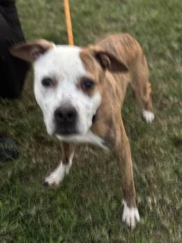 Rescue Mixed Breed Dogs for Adoption in West Chester, Pennsylvania - Sophie | PetCurious