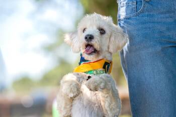 Betty -  Poodle Dog for Adoption in Santa Rosa, California - Betty | PetCurious