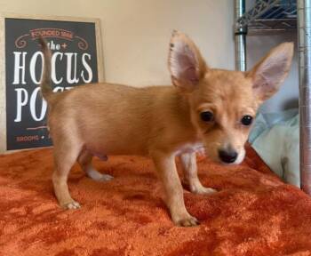 Dundy -  Chihuahua Dog for Adoption in Groveland, Massachusetts - Dundy | PetCurious