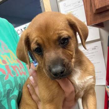 Terrier Dogs Available for Adoption in Tupelo, Mississippi - Crema - 040214U | PetCurious