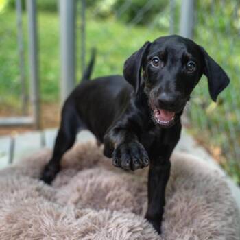 Doberman Pinscher and Mixed Breed Dogs Available for Adoption in Gainesville, Georgia - Hades | PetCurious
