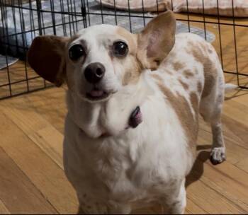 Peanut -  Chihuahua and Mixed Breed Dog for Adoption in Severance, Colorado - Peanut | PetCurious