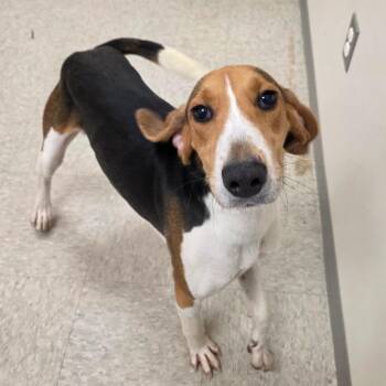 Fredrick -  Hound Dog for Adoption in Chatham, Virginia - Fredrick | PetCurious