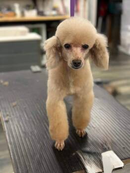 Rescue Miniature Poodle Dogs for Adoption in Toronto, Ontario - Blue | PetCurious