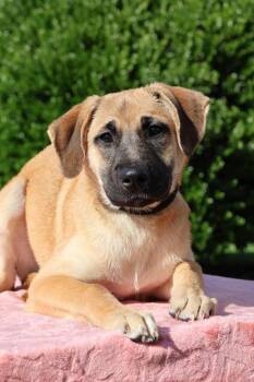 Britney -  Mixed Breed Dog for Adoption in Columbia, Tennessee - Britney | PetCurious