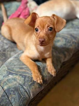 Nelson -  Chihuahua and Dachshund Dog for Adoption in Lodi, California - Nelson | PetCurious
