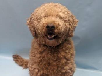 Teddy -  Golden Retriever and Standard Poodle Dog for Adoption in Golden Valley, Minnesota - Teddy | PetCurious
