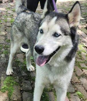 Snowman -  Husky Dog for Adoption in Newburg, Missouri - Snowman | PetCurious