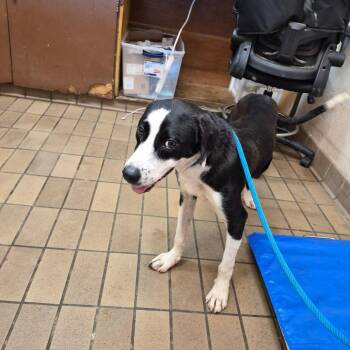 Peggy -  Labrador Retriever and Mixed Breed Dog for Adoption in Birmingham, Alabama - Peggy | PetCurious