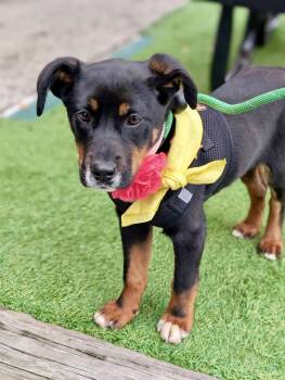 Rescue Beagle and Rottweiler Dogs for Adoption in Hartsville, South Carolina - Guppy | PetCurious
